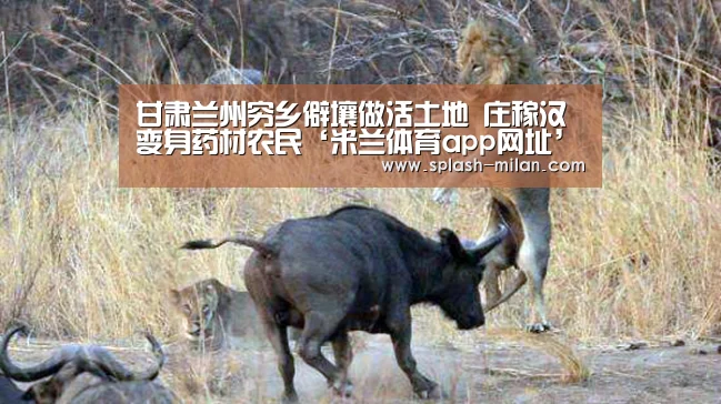 甘肃兰州穷乡僻壤做活土地 庄稼汉变身药材农民‘米兰体育app网址’